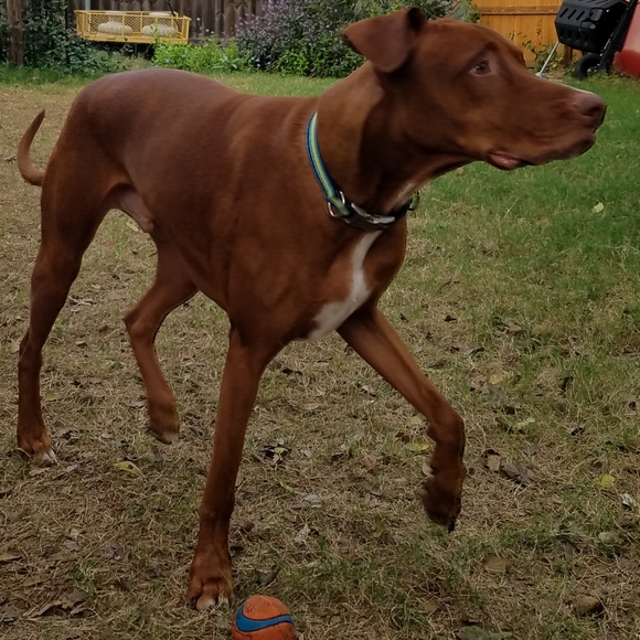 Meet your Posher, Nicole - Picture 2 of 2